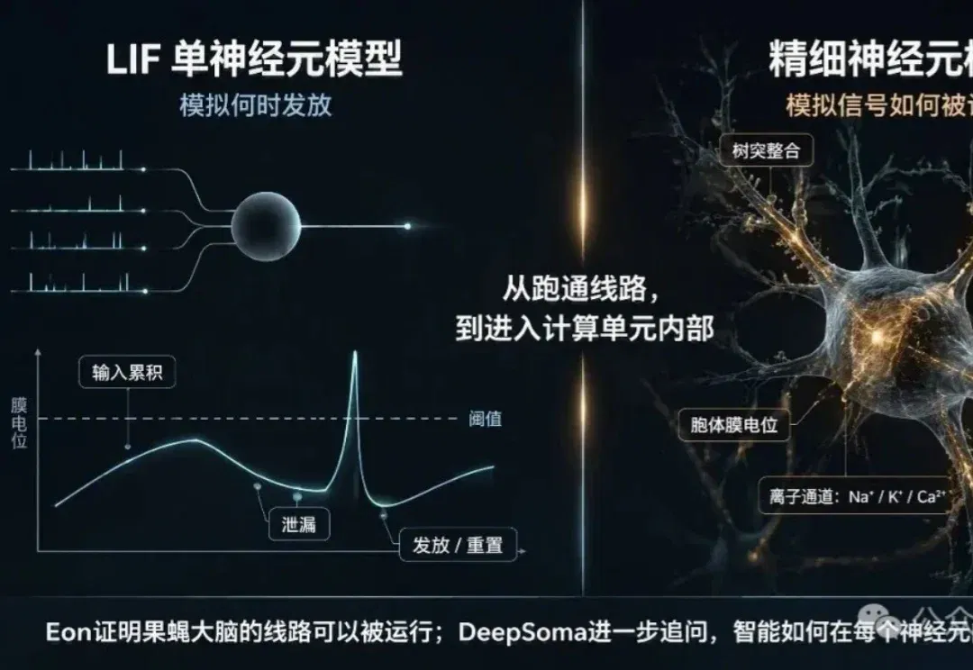Eon用LIF“上传”果蝇脑，中国团队直接上精细神经元、真实世界和跨身体平台？