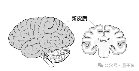 AI为啥不懂物理世界？李飞飞、杨立昆：缺个「世界模型」，得学大脑新皮质工作