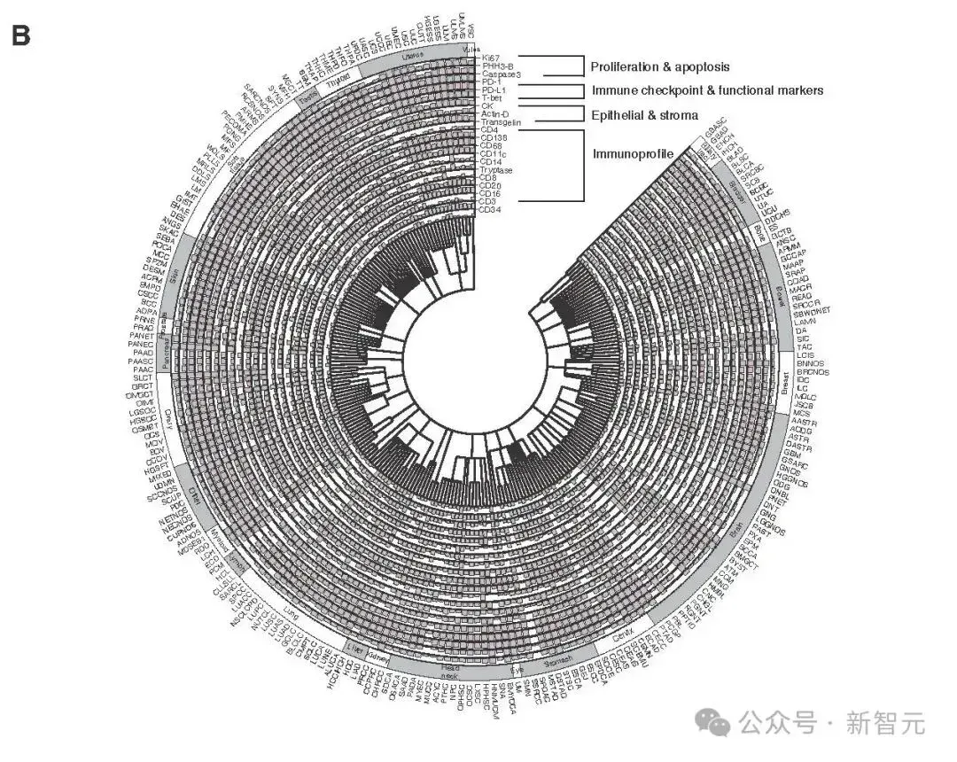 微软GigaTIME登上《Cell》：5美元切片变成免疫图谱