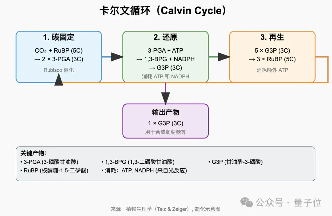 王兴一鸣惊人！美团首个开源大模型追平DeepSeek-V3.1